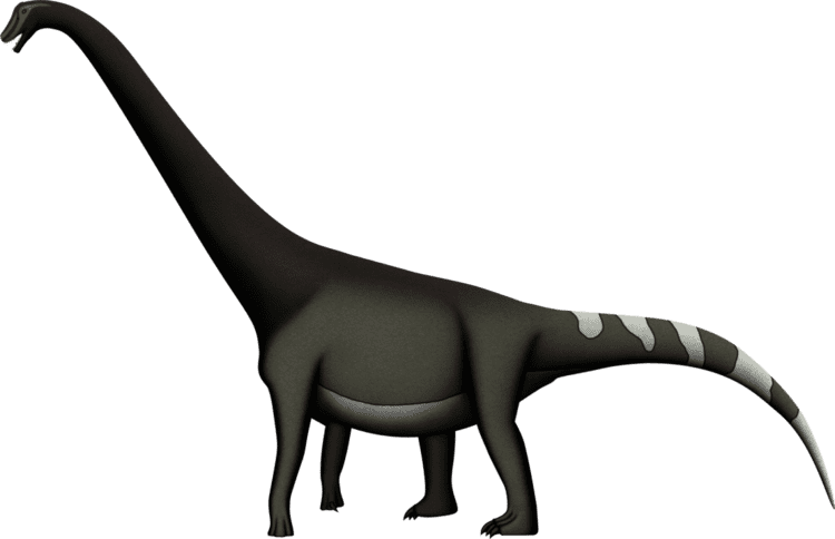 Huabeisaurus Dinosaurs of Your Birth Year Dinosaurs Forum