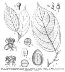 Huaceae httpsuploadwikimediaorgwikipediacommonsthu