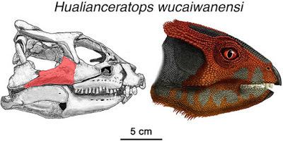Hualianceratops Species New to Science Paleontology 2015 Hualianceratops
