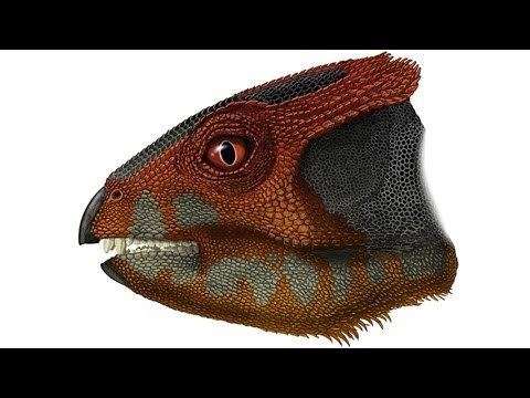 Hualianceratops Hualianceratops wucaiwanensis a primitive horned dinosaur YouTube