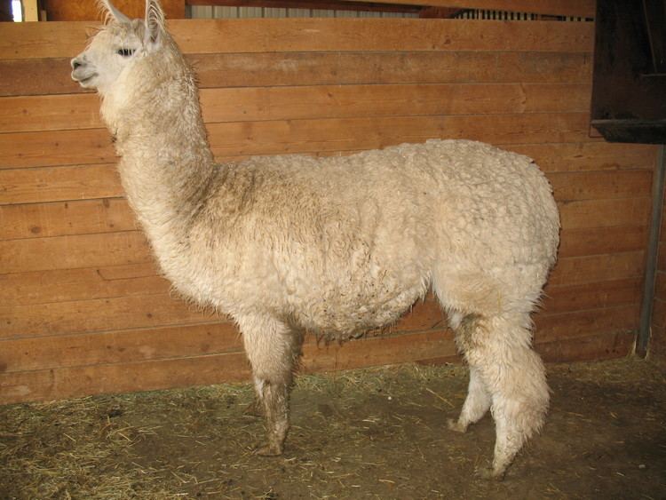 Huarizo Welcome Home Farm Shearing the Llamas
