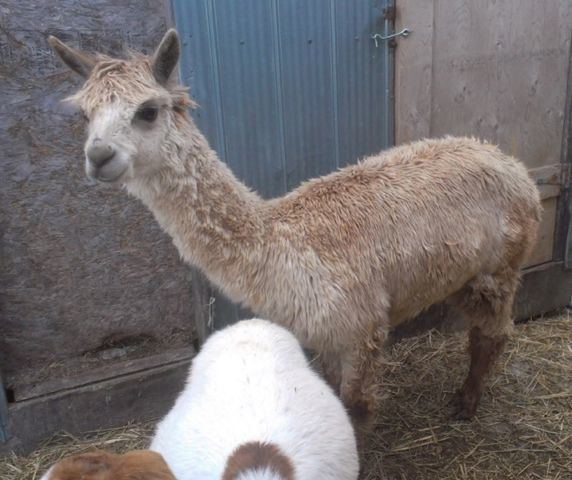 Huarizo A 45 month old huarizo A huarizo is a cross between a female llama