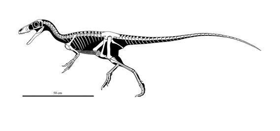 Huaxiagnathus Huaxiagnathus Pictures amp Facts The Dinosaur Database