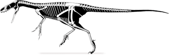 Huaxiagnathus HUAXIAGNATHUS DinoChecker dinosaur archive
