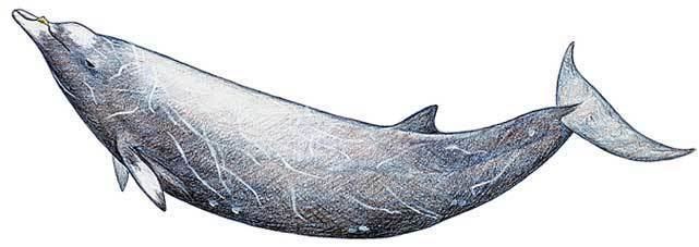 Hubbs' beaked whale The Beaked Whale Resource Hubbs39 Beaked Whale
