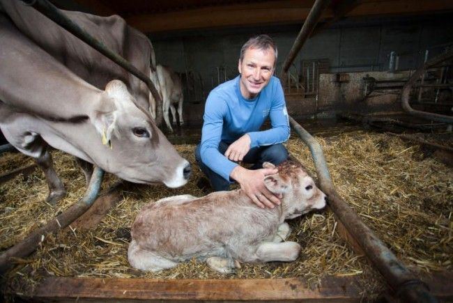 Hubert Strolz smiling while holding a calf with a cow on his side and back. Hubert is wearing a blue long sleeve shirt and blue jeans.