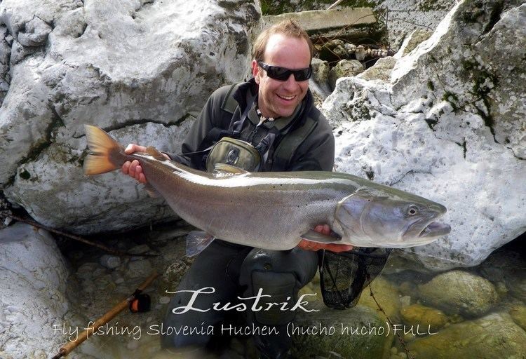 Hucho Lustrik Fly fishing Slovenia Huchen Danube taimen Hucho