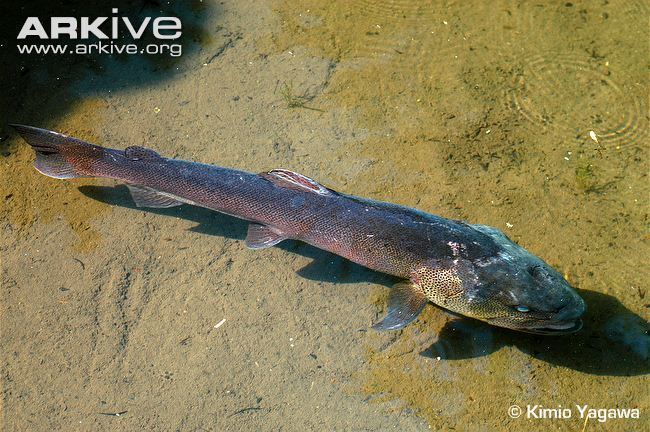 Hucho Danube salmon videos photos and facts Hucho hucho ARKive