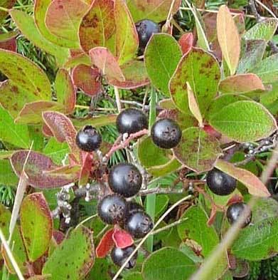 Huckleberry httpsuploadwikimediaorgwikipediacommons33