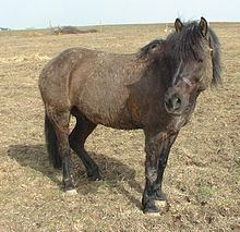Hucul pony httpsuploadwikimediaorgwikipediacommonsthu