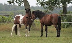Hucul pony Hucul pony Wikipedia