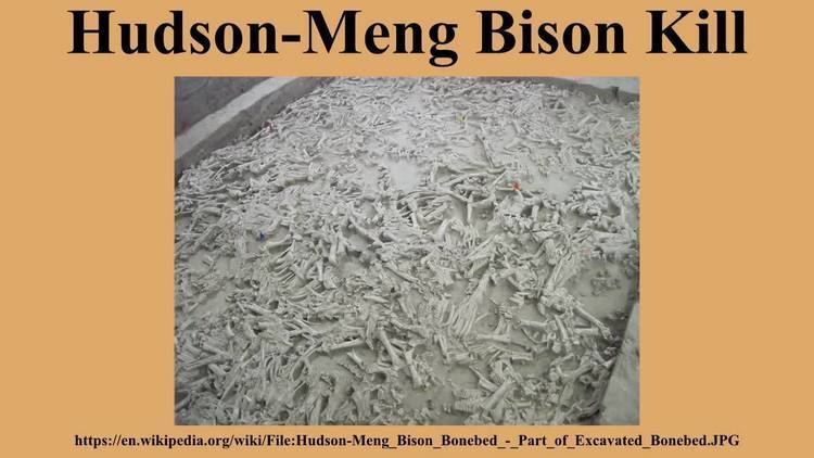 Hudson-Meng Bison Kill HudsonMeng Bison Kill YouTube