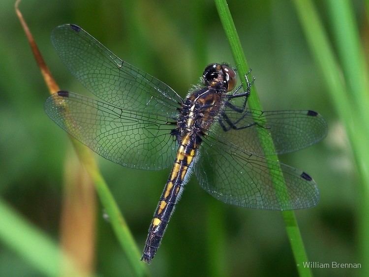 Hudsonian whiteface Female Hudsonian Whiteface dragonflyquot by William Brennan Redbubble