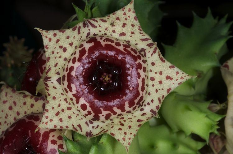 Huernia plowesii Huernia plowesii Wikipedia