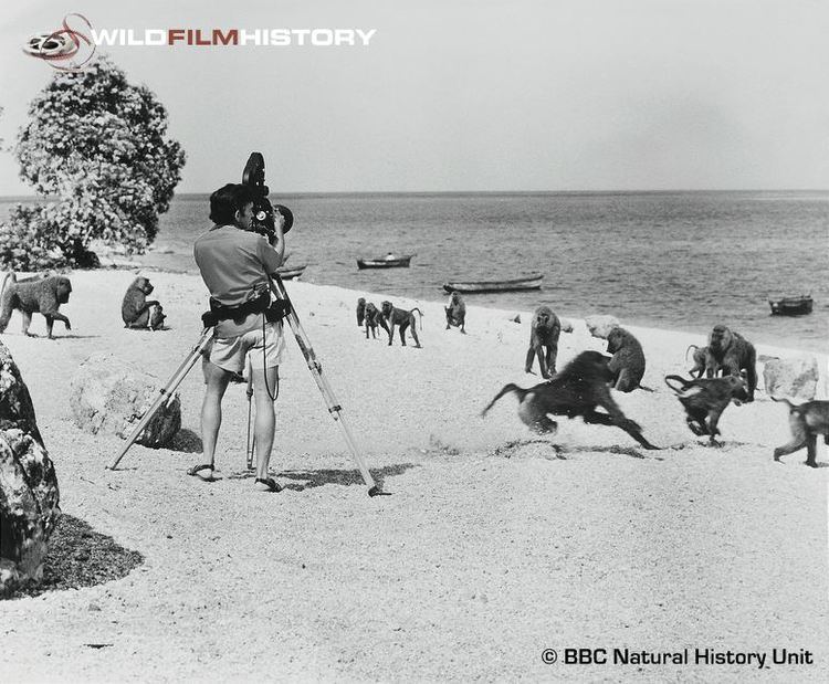 Hugo van Lawick WildFilmHistory Hugo van Lawick filming baboons on the shore of