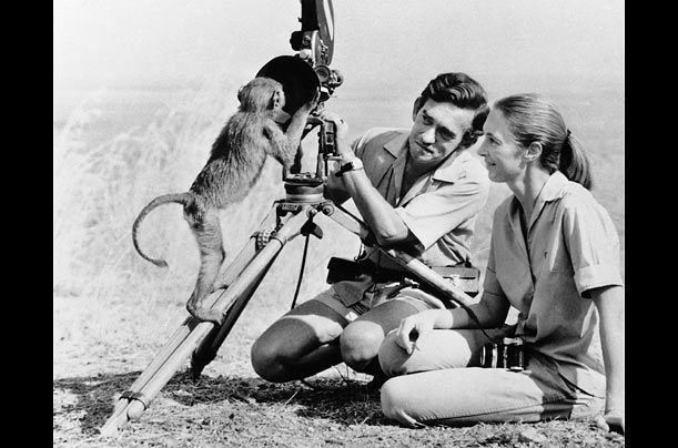 Hugo van Lawick Jane Goodall and husbandwildlife photographer Baron Hugo