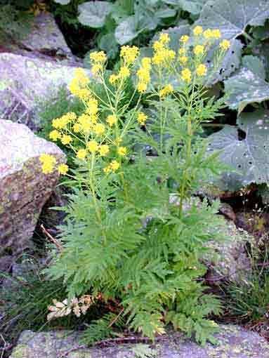 Hugueninia tanacetifolia Hugueniniatanacetifoliajpg