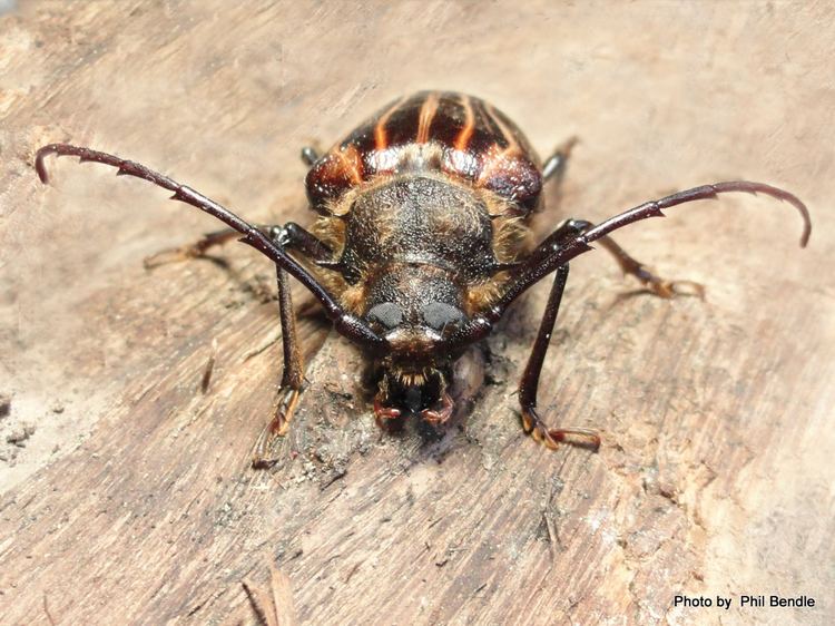 Huhu beetle TERRAIN Taranaki Educational Resource Research Analysis