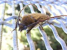Huhu beetle httpsuploadwikimediaorgwikipediacommonsthu