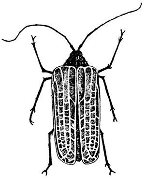 Huhu beetle Huhu beetle Prionoplus reticularis Te Ara Encyclopedia of New Zealand