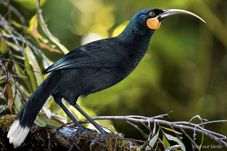 Huia Huia New Zealand Birds Online