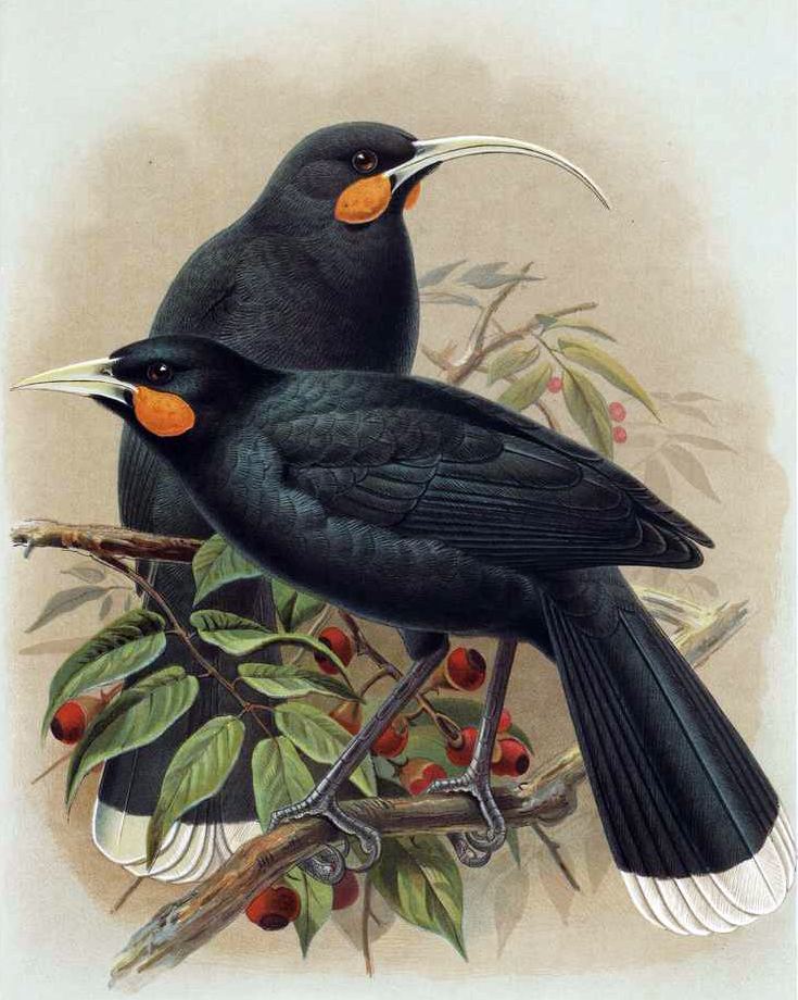 Huia httpsuploadwikimediaorgwikipediacommons00