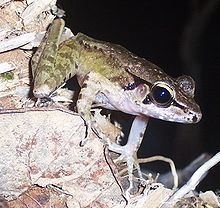 Huia (frog) httpsuploadwikimediaorgwikipediacommonsthu
