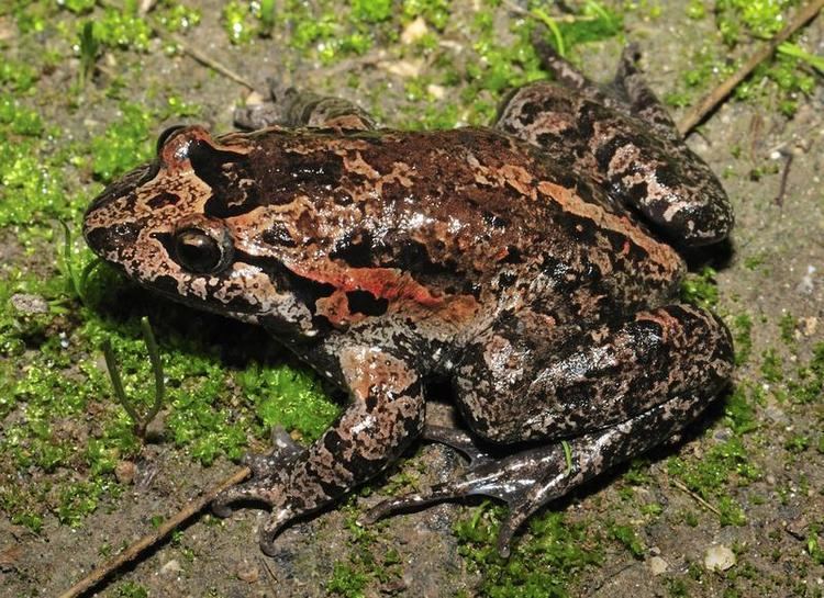 Hula painted frog The Hula Painted frog is not extinct the double rediscovery of a