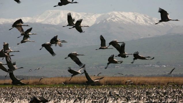 Hula Valley Real Clear Israel WATCH Israel Ministry of Foreign Affairs Hula