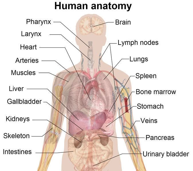 Human body Human body