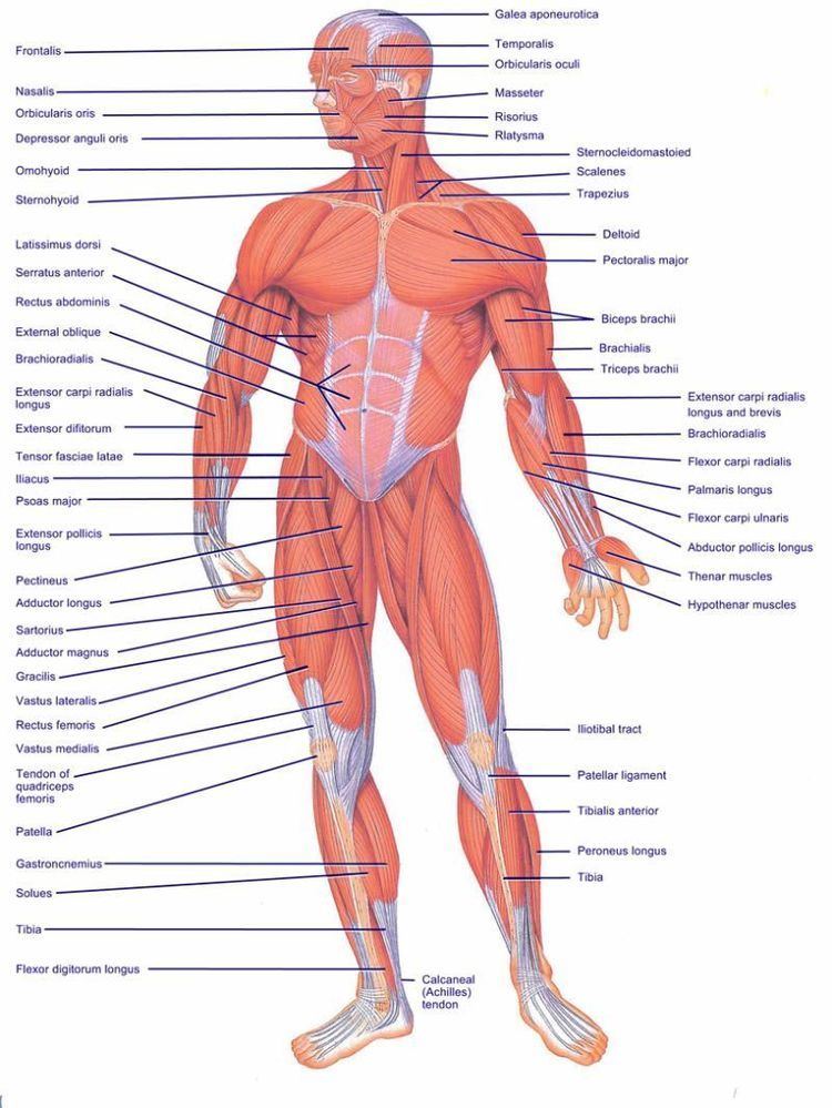 Human body Human body
