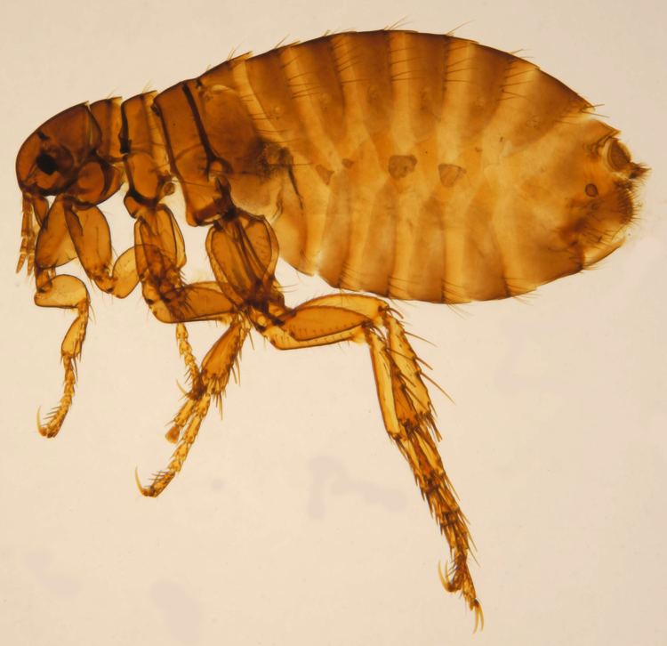 Human flea httpsuploadwikimediaorgwikipediacommons33