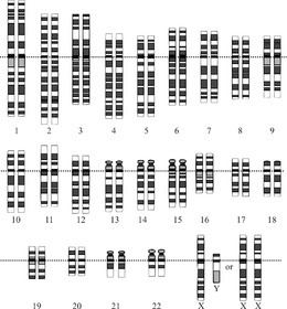 Human genome httpsuploadwikimediaorgwikipediacommonsthu