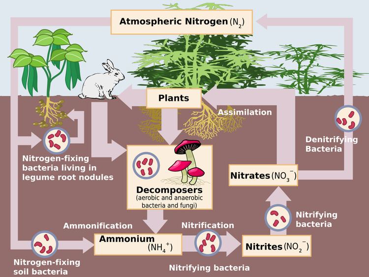 Human impact on the nitrogen cycle