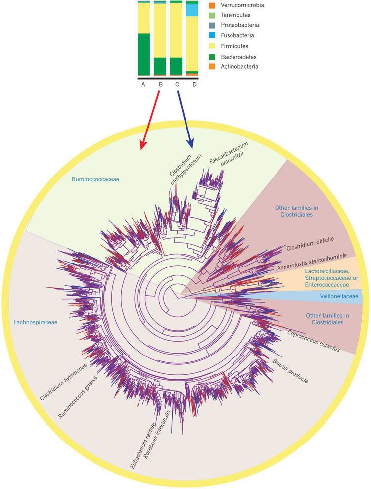 Human microbiota Diversity stability and resilience of the human gut microbiota