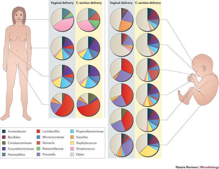 Human microbiota Science Visualized STERILITY OF THE HUMAN FETUS THE OLD DOGMA IS