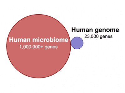 Human microbiota Microbes in the human body MPKB