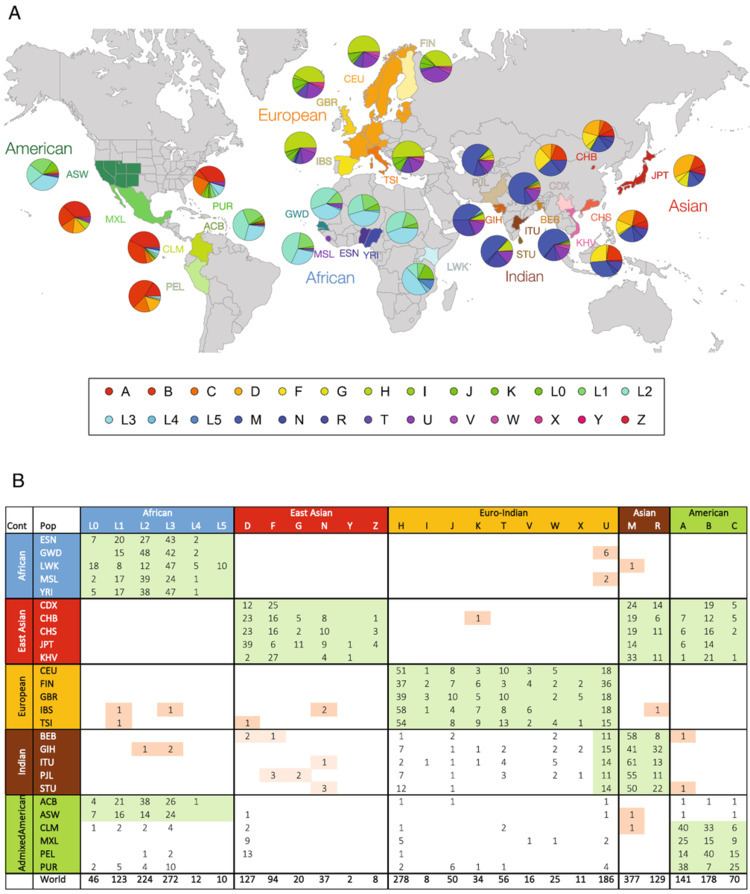 Human mitochondrial DNA haplogroup