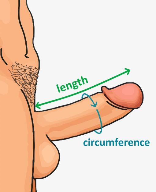 Human penis size