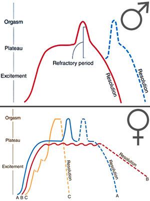 Human sexual response cycle