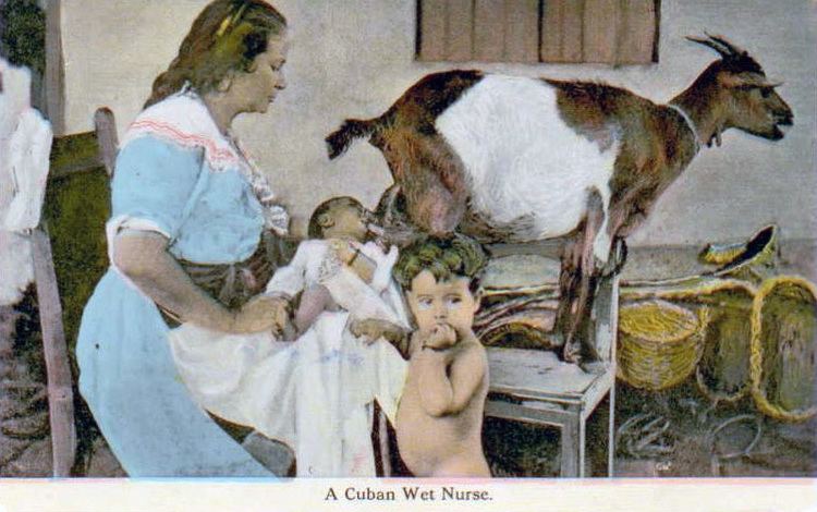 Human–animal breastfeeding