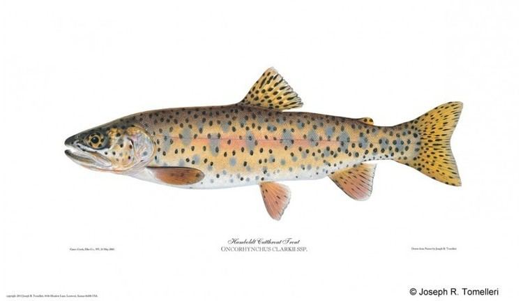 Humboldt cutthroat trout wwwamericanfishescomshop335thickboxdefaulth