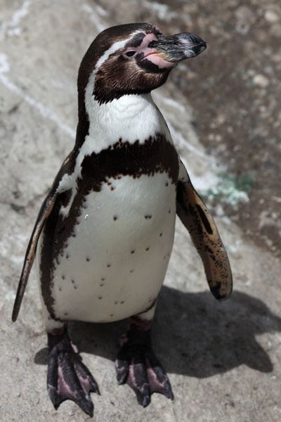 Humboldt penguin Humboldt Penguins