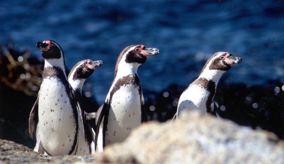 Humboldt penguin Humboldt penguin