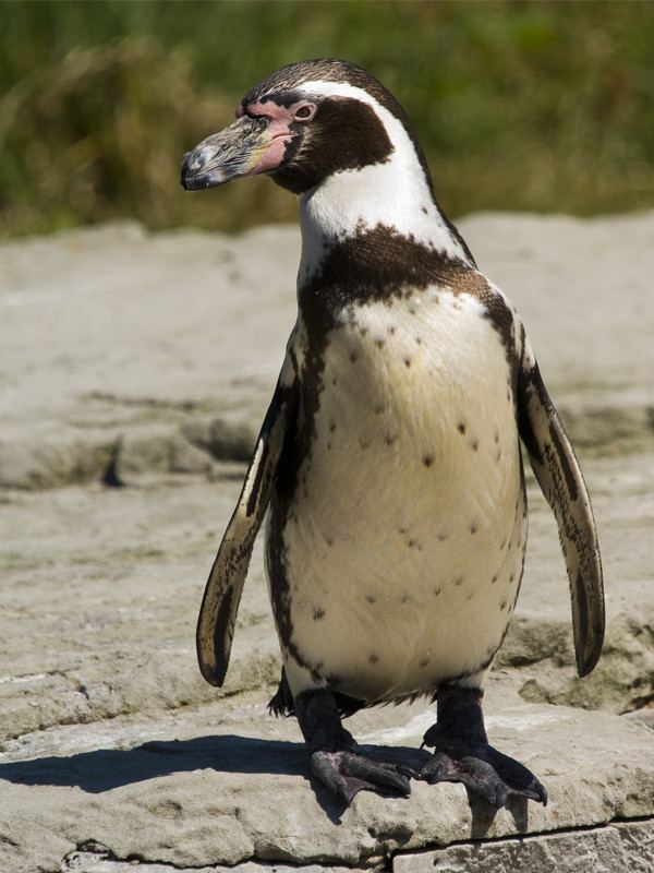 Humboldt penguin Humboldt Penguin Penguin Facts and Information