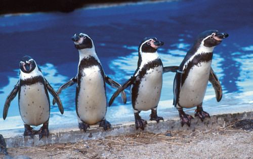 Humboldt penguin Humboldt Penguin The Animals Biography