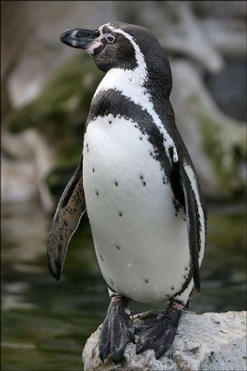 Humboldt penguin wwwtheanimalfilescomimageshumboldtpenguin1jpg