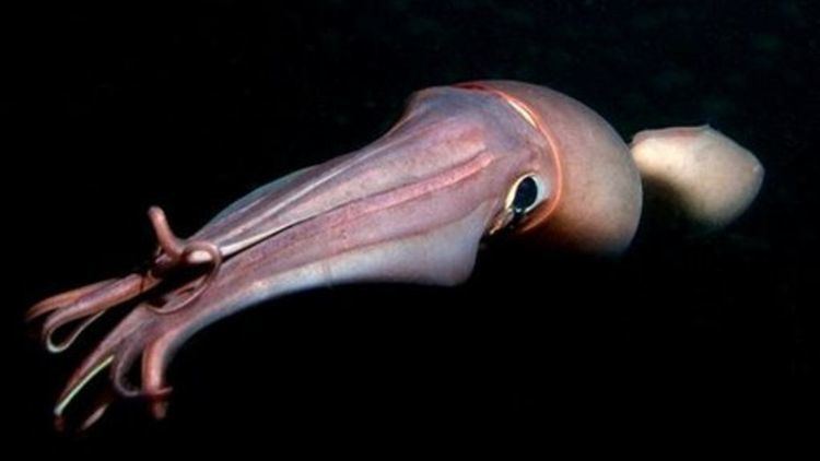 Humboldt squid Humboldt squid39s impressive dives BBC News
