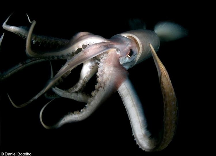 Humboldt squid Big Animals Humboldt Squid Sea of Cortez