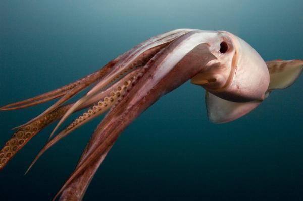 Humboldt squid Humboldt Squid Alluring Creatures of the Deep Ocean Futures Society